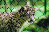 One of the Darjeeling snow leopards