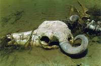 An animal skull in the Ganges at Varanasi
