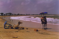 Camels on Nagoa Beach, Diu