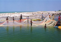 Men bringing in the fishing nets