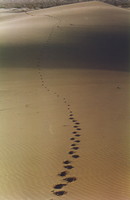 Footprints in the sand