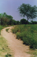 A pretty path along the east bank of the Ganges