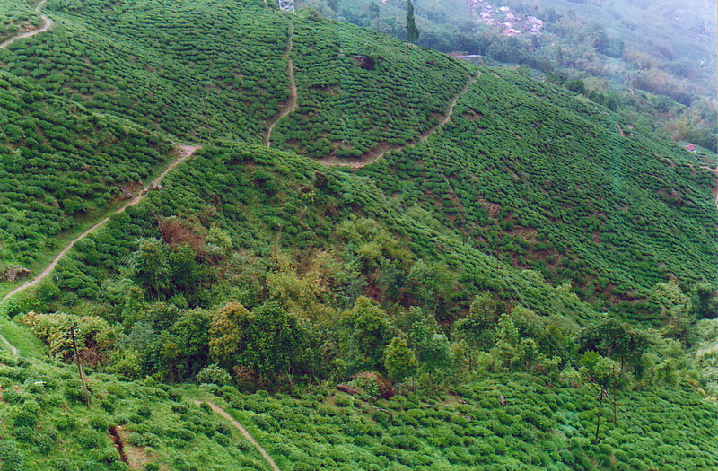 The tea fields of Darjeeling