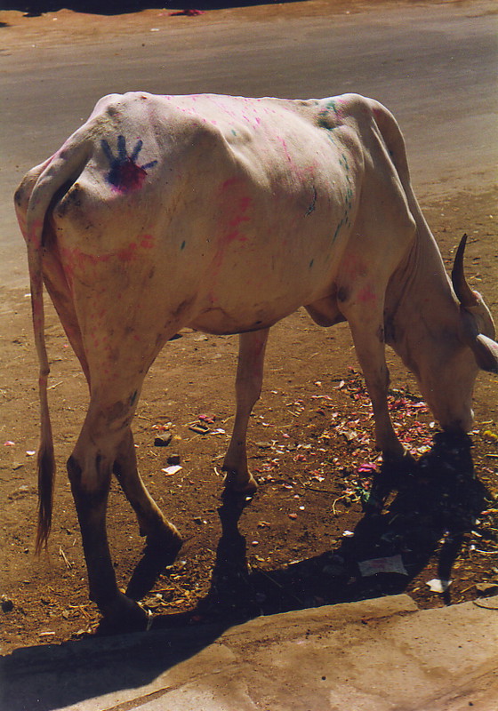 A cow with a handprint on its flank