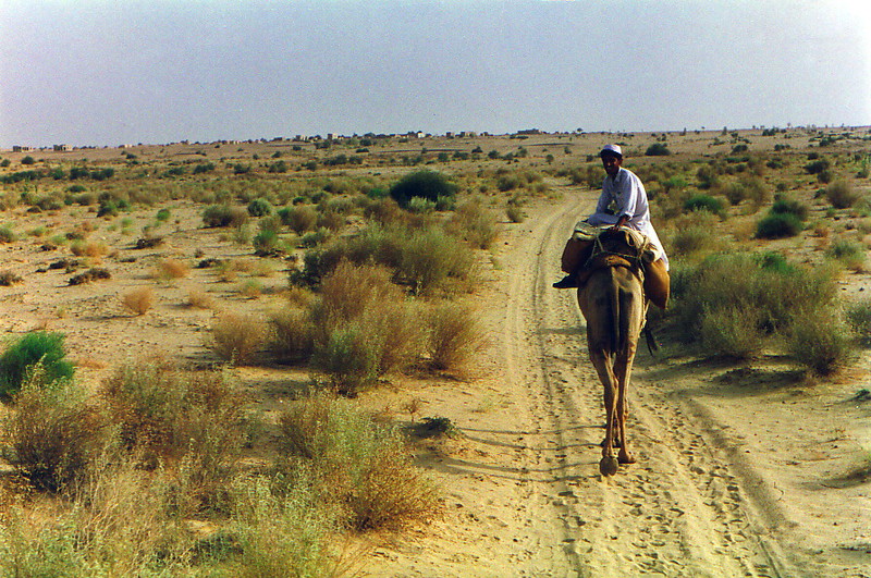 Ali on a camel