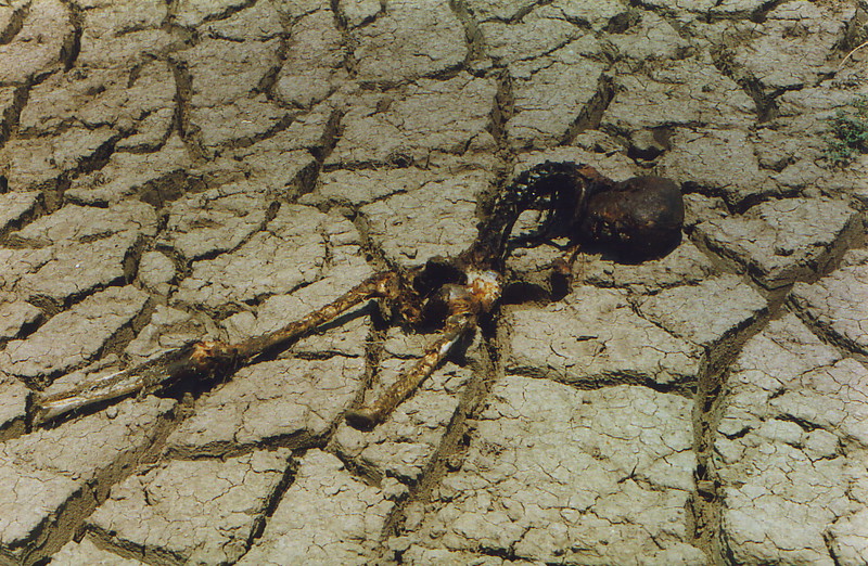 A skeleton at Varanasi