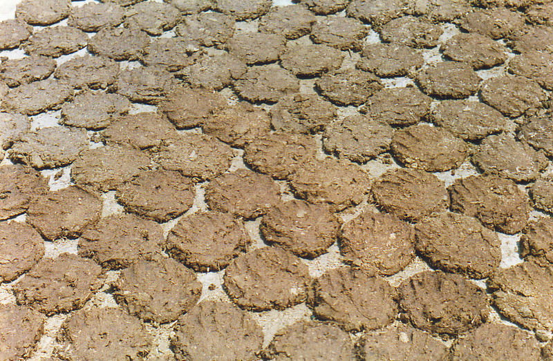 Cow dung drying in the sun