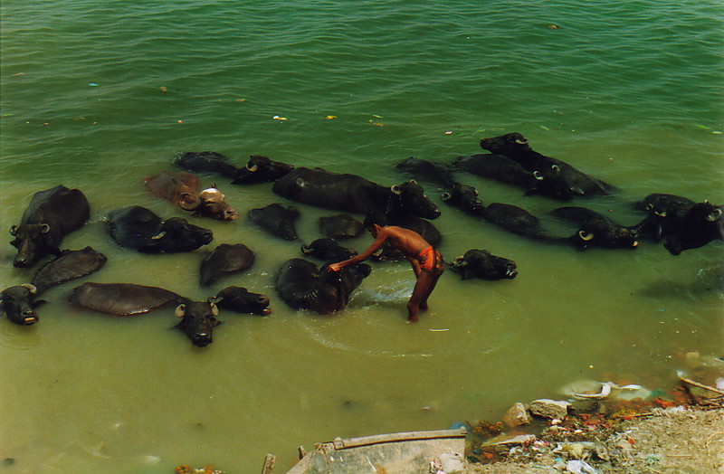 A man washing water buffalo in the Ganges