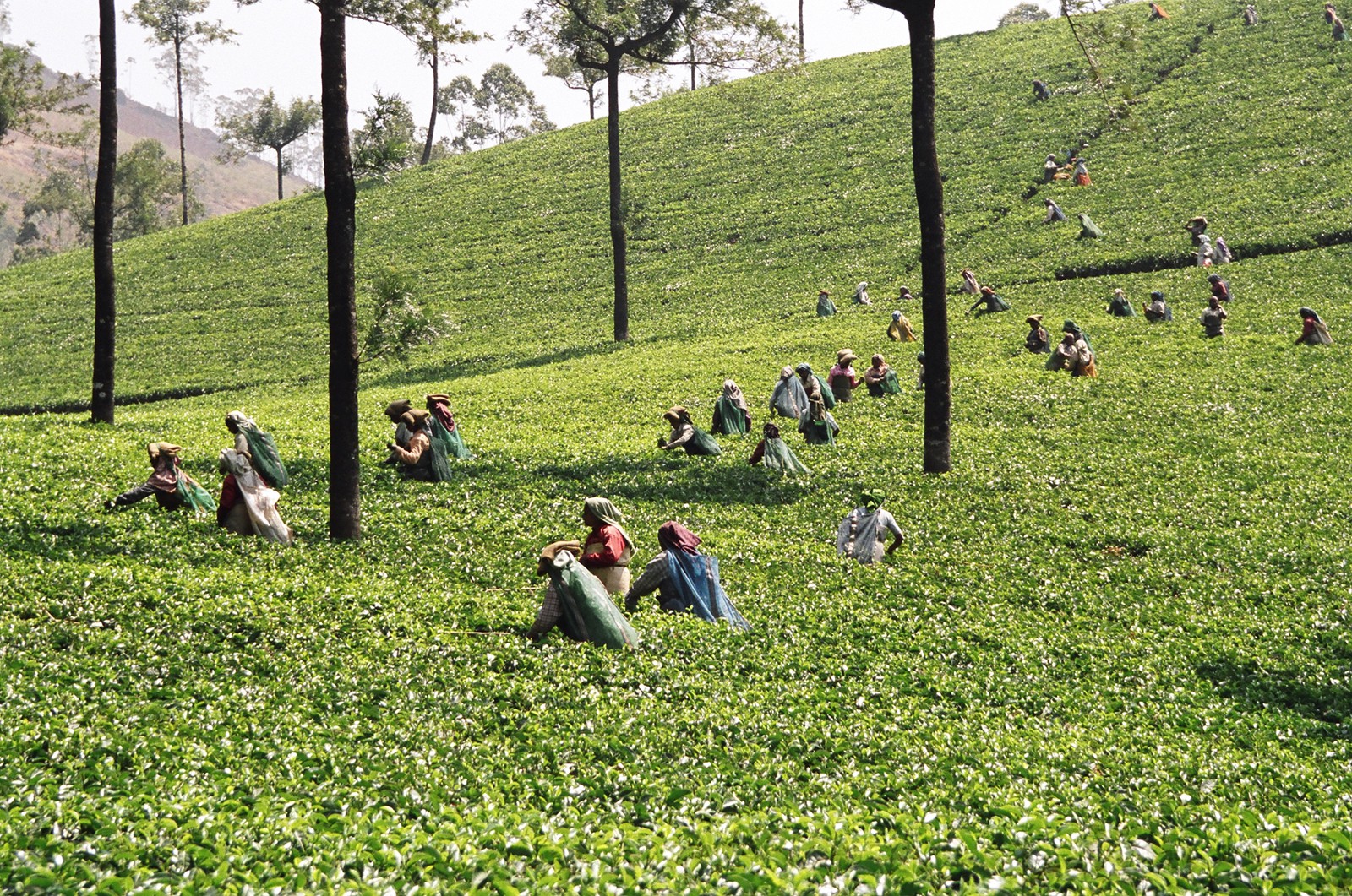 Tea pickers near Munnar