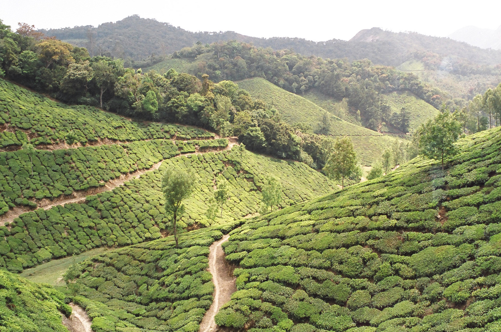 Tea plantations near Top Station