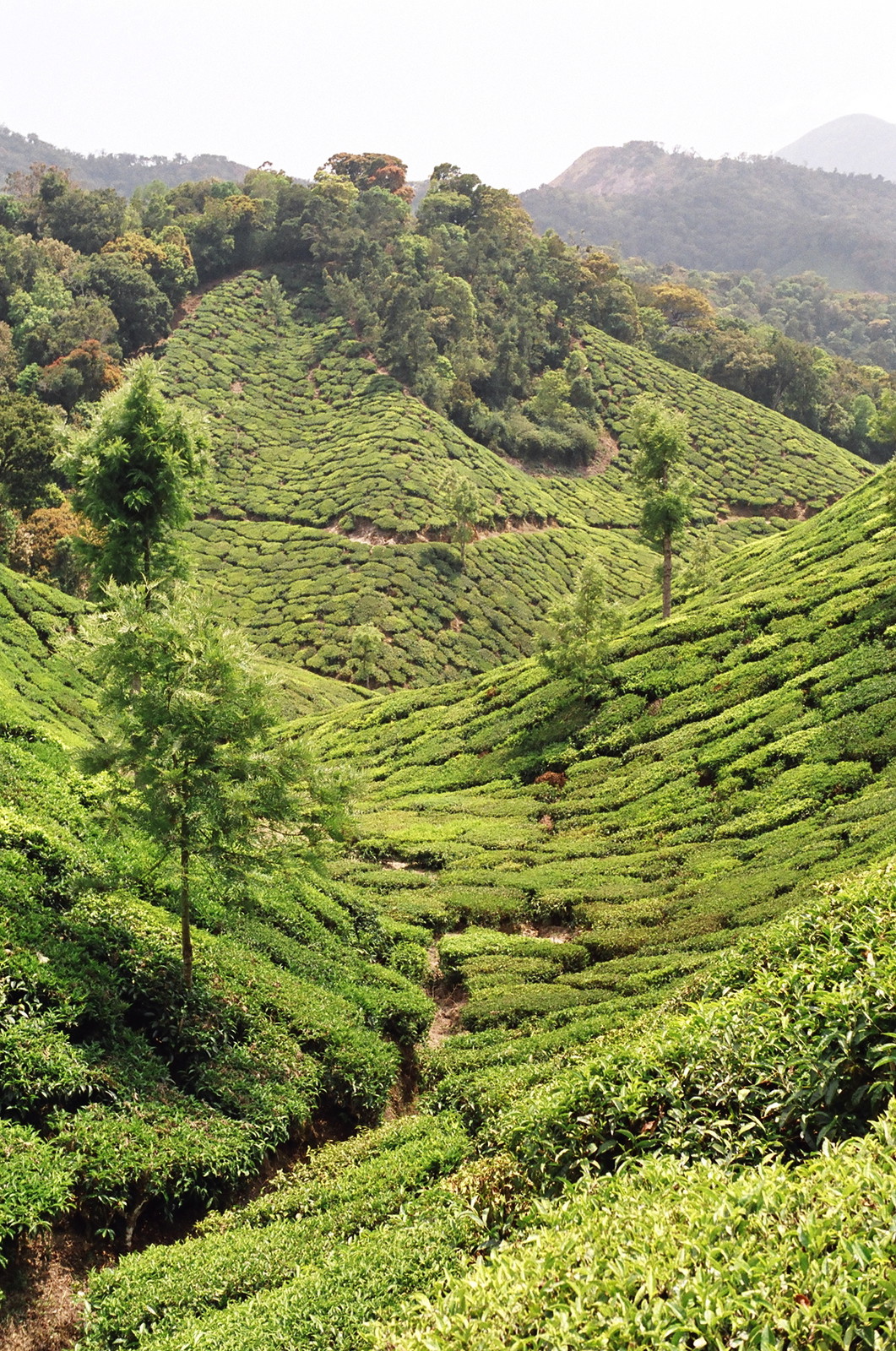 Tea plantations near Top Station