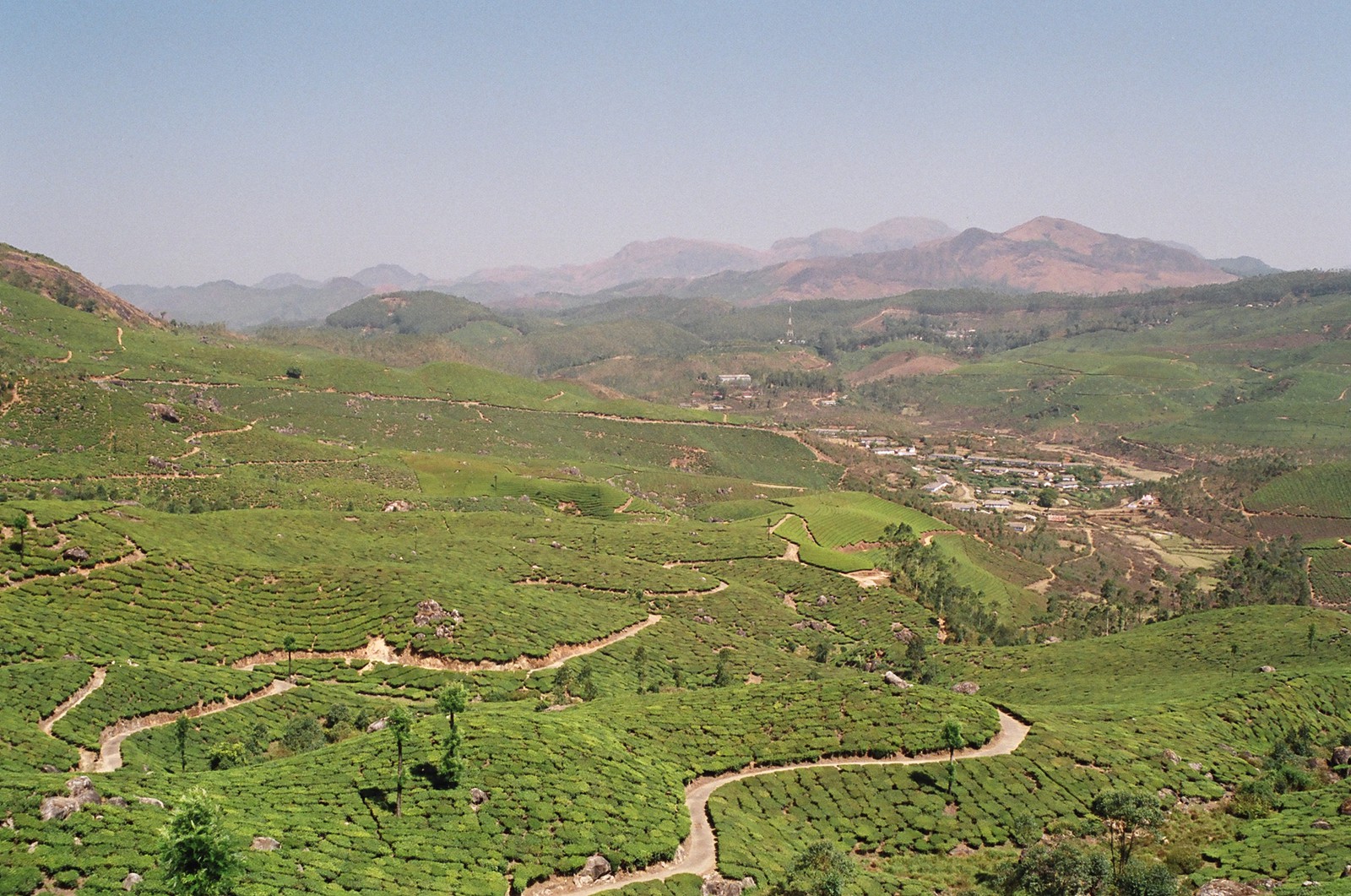 Tea plantations near Munnar