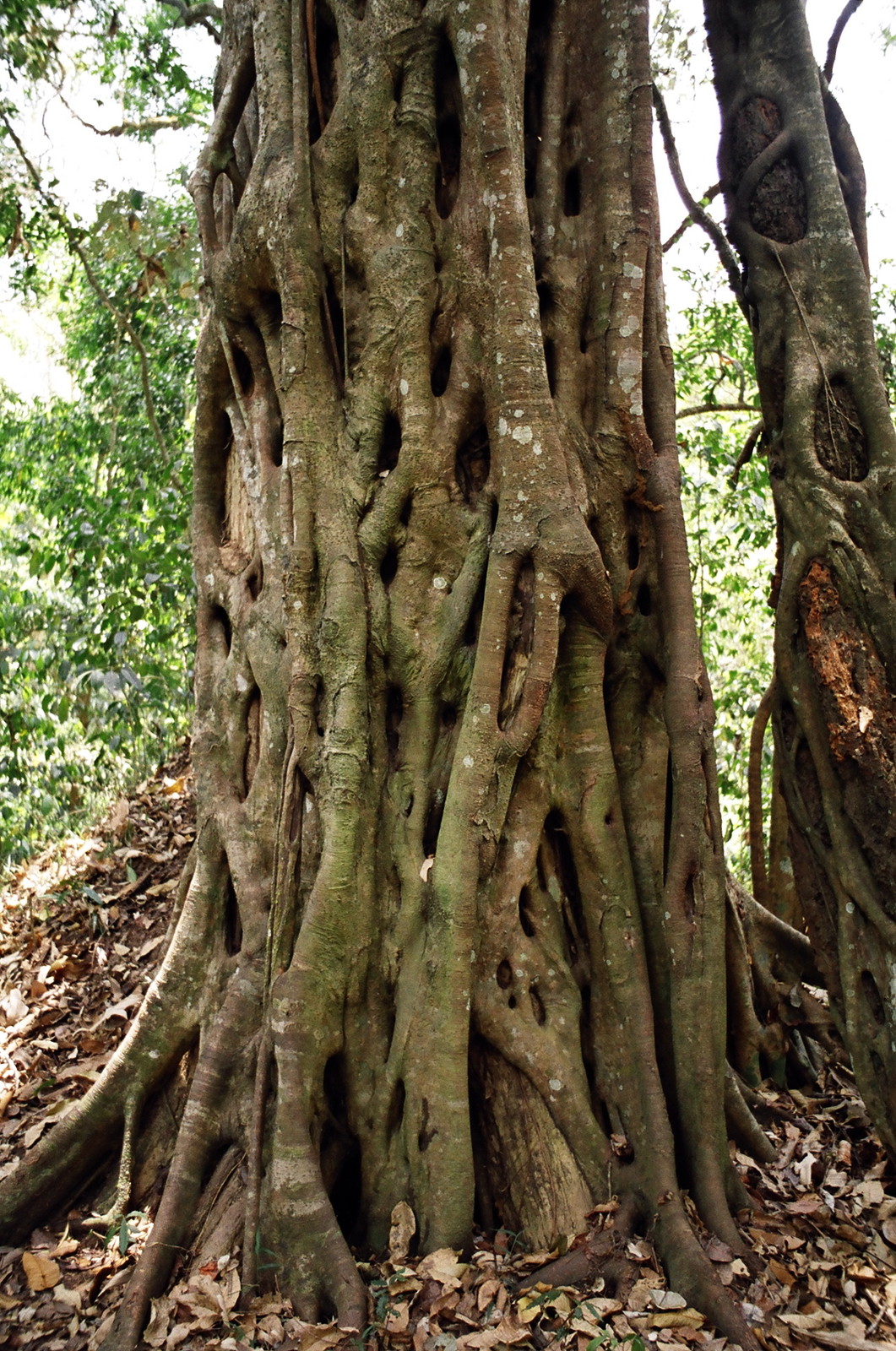 A fig strangling a tree in Periyar
