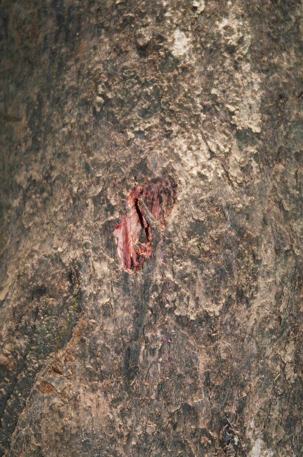A fresh elephant tusk hole in a Periyar tree