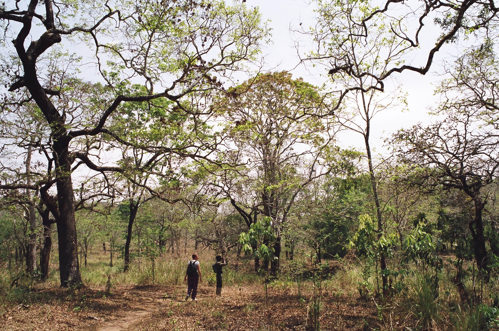 Walking through the Periyar rainforest