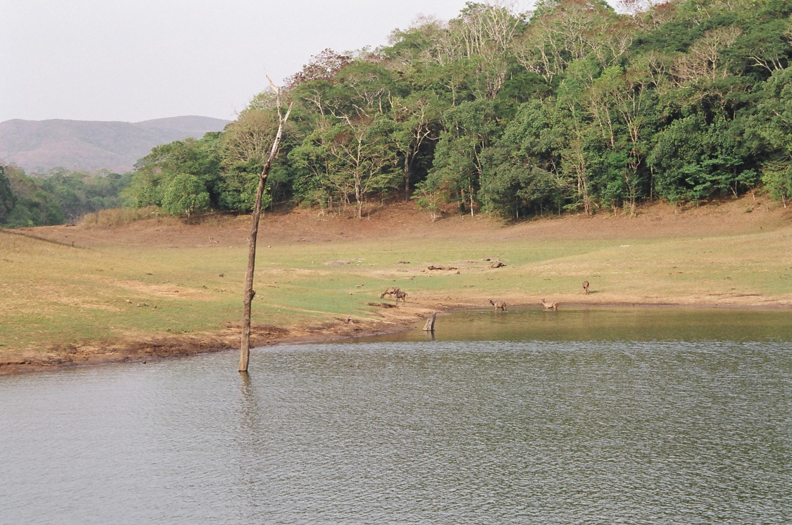 The wildlife cruise on Periyar Lake