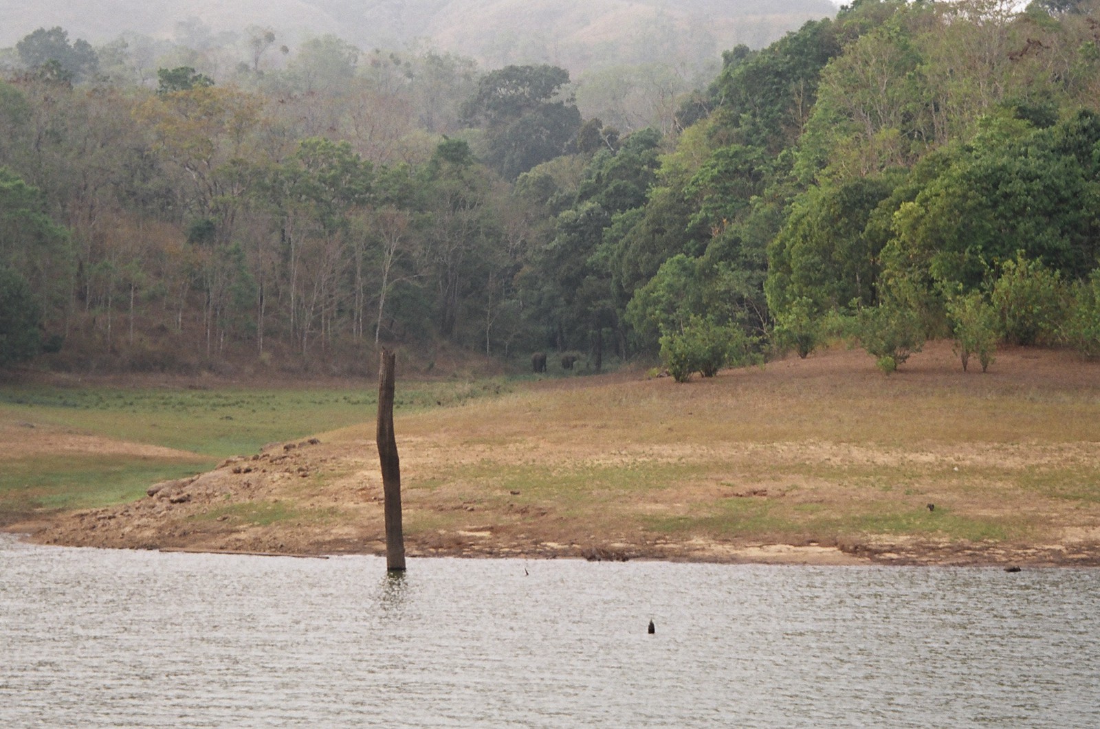 Distant elephants by Periyar Lake