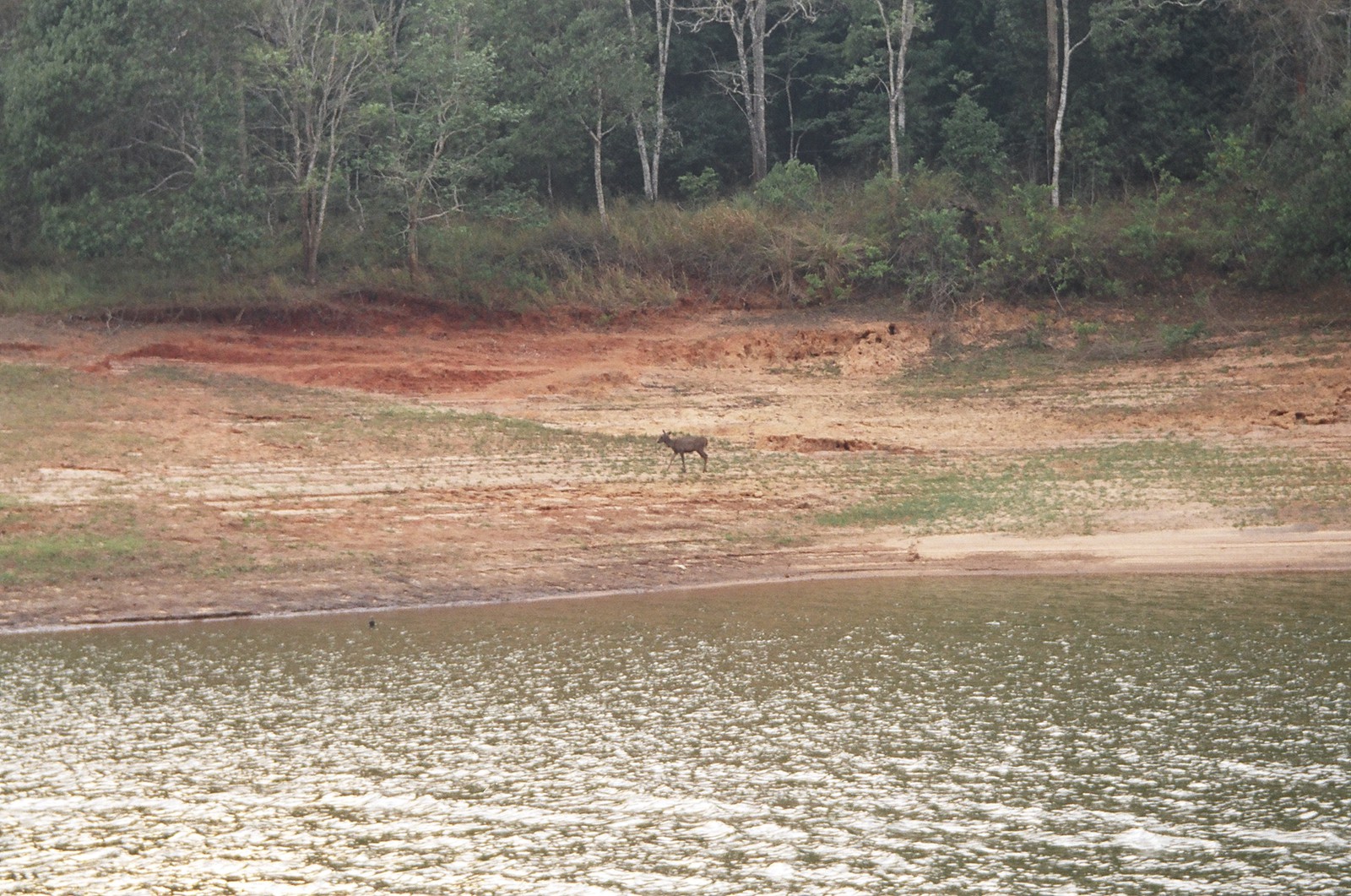 The wildlife cruise on Periyar Lake