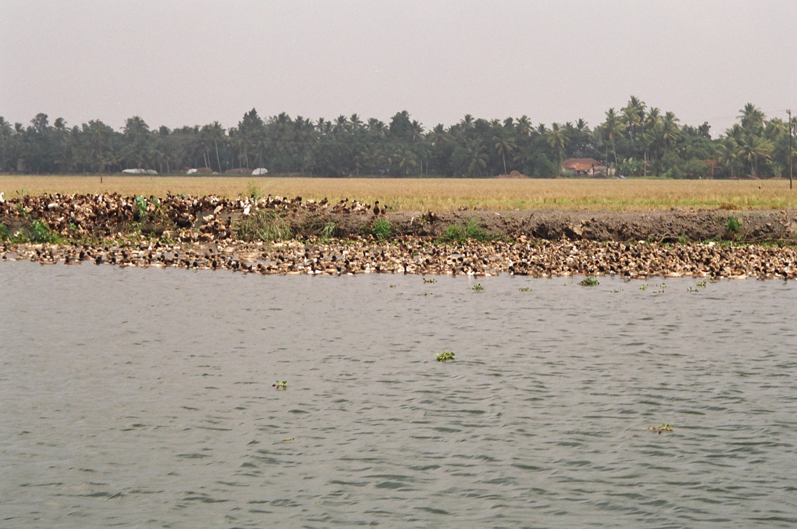 A paddling of ducks on the backwaters