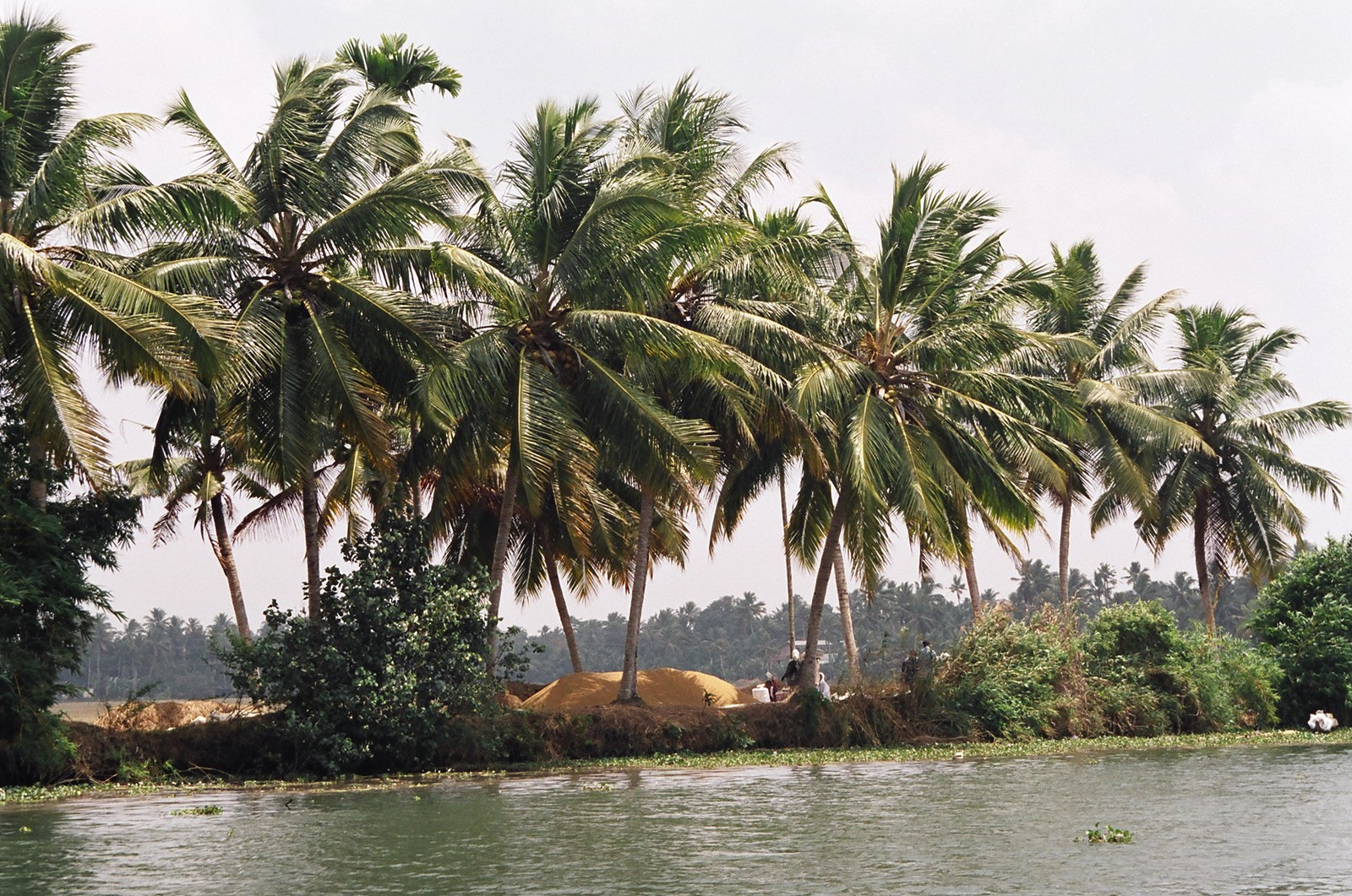 A rice threshing station on the backwaters