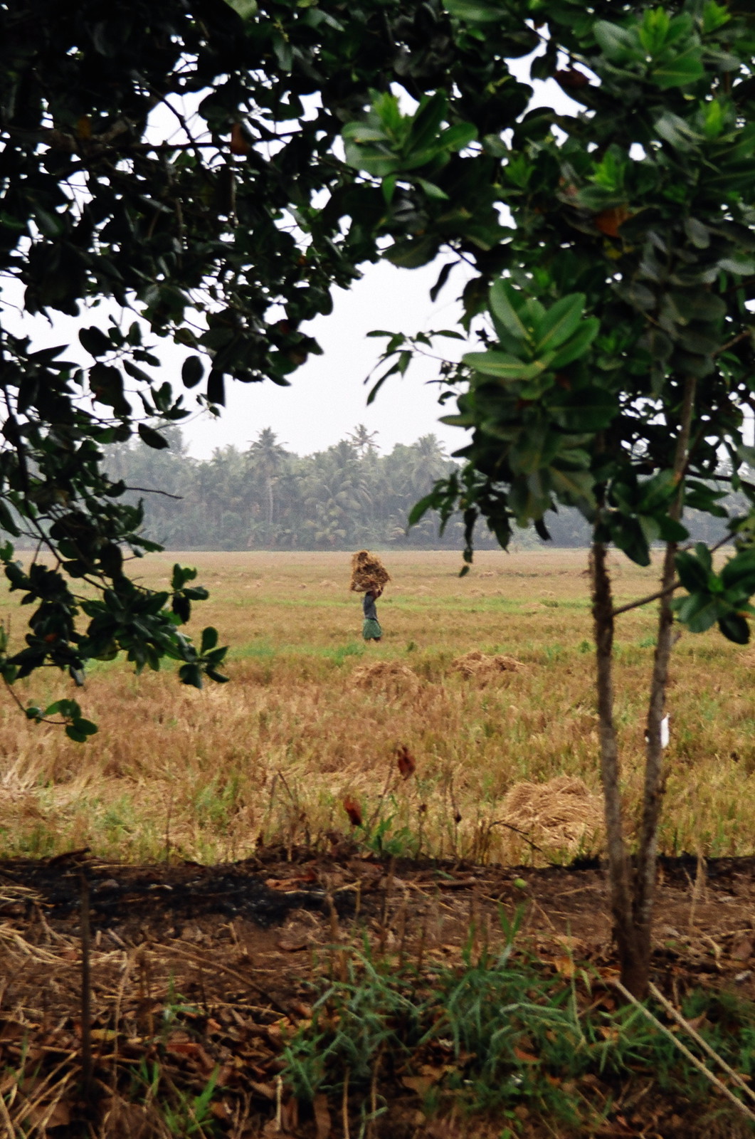 Rice paddies seen from the backwaters
