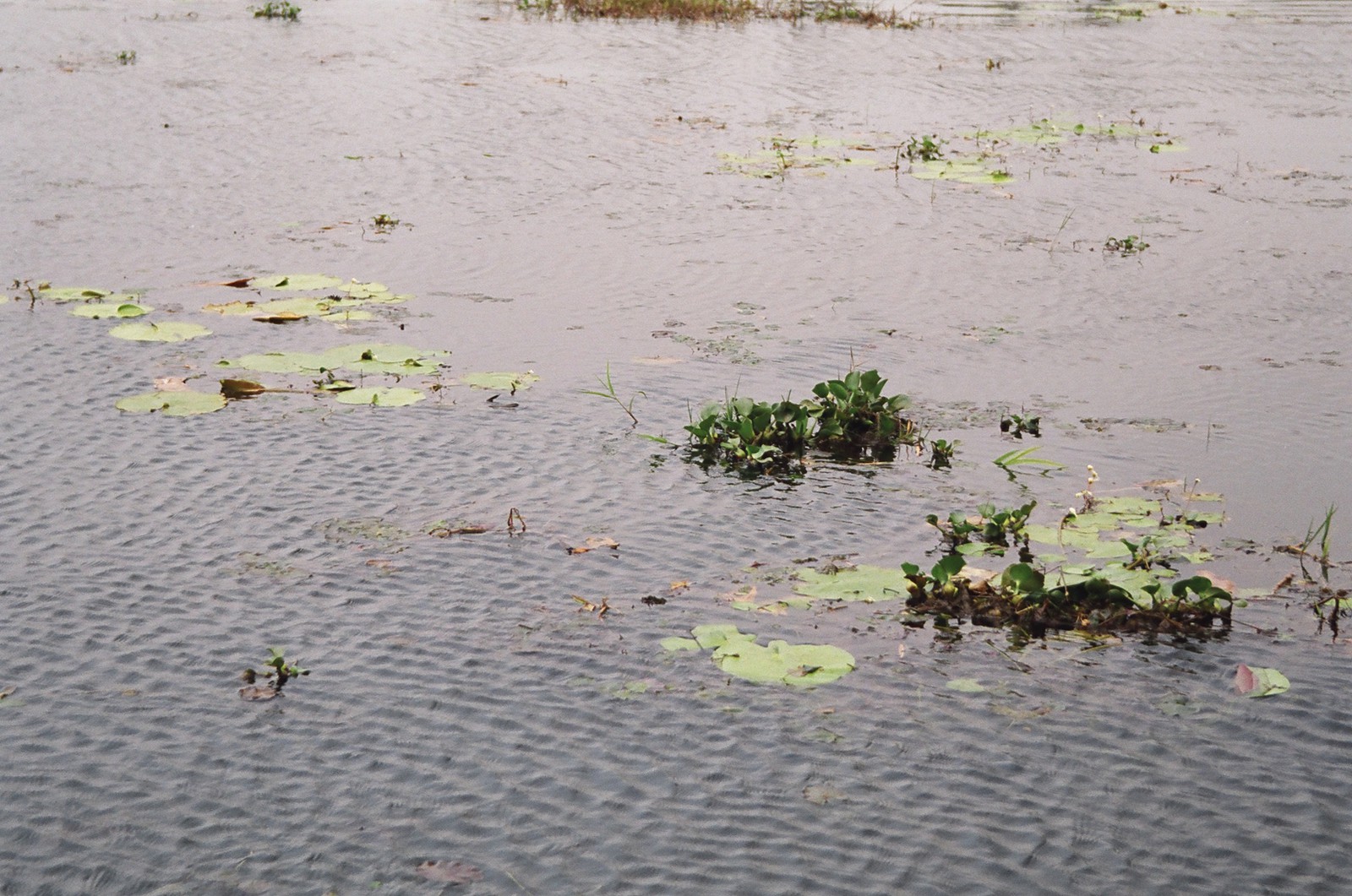 Water hyacinth on the backwaters