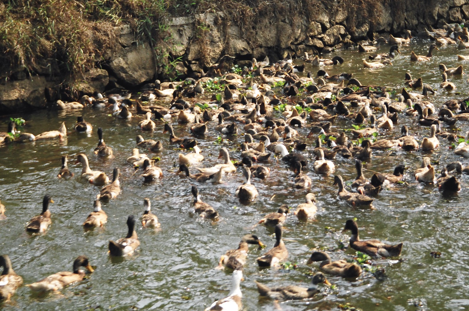 A paddling of ducks on the backwaters