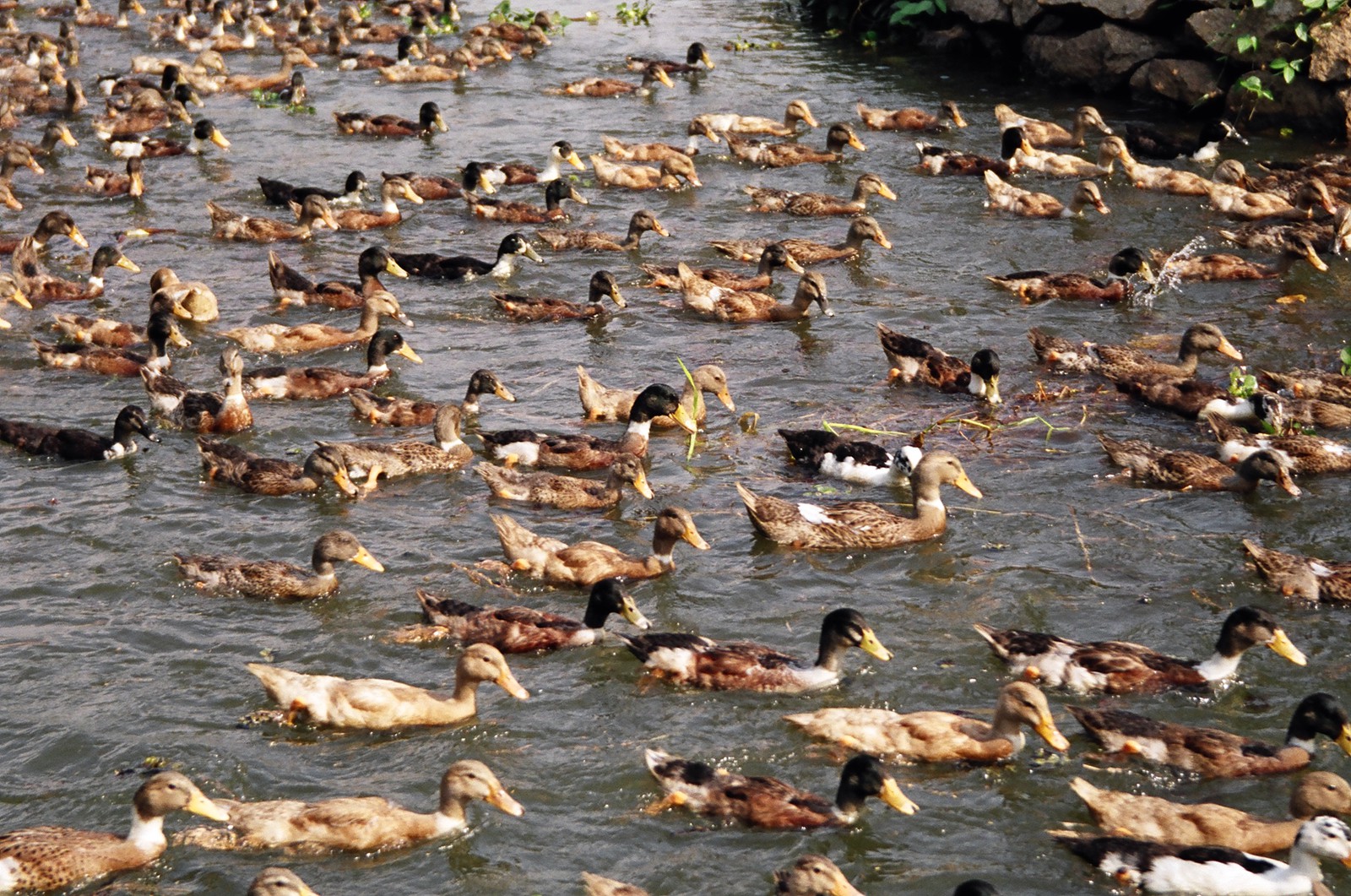 A paddling of ducks on the backwaters