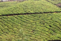 Tea plantations near Munnar