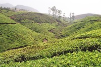 Tea plantations near Munnar