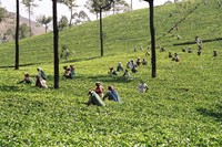 Tea pickers near Munnar