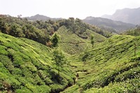 Tea plantations near Top Station