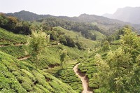 Tea plantations near Top Station