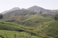 Tea plantations near Munnar