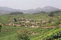 Tea plantations near Munnar
