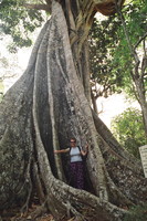 Peta hiding in a tree in Periyar