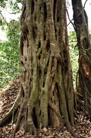 A fig strangling a tree in Periyar