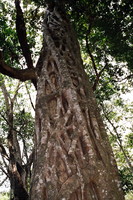 A fig strangling a tree in Periyar