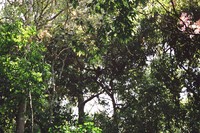 A monkey hiding in the Periyar canopy