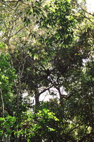 A monkey hiding in the Periyar canopy