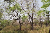 The rainforest in Periyar