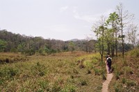 Walking through the Periyar rainforest