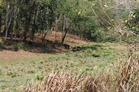 Wild boar in Periyar