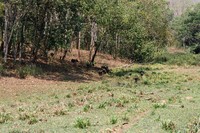 Wild boar in Periyar