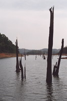 The wildlife cruise on Periyar Lake