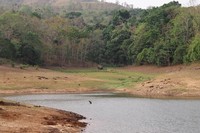 Distant elephants by Periyar Lake