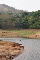 Distant elephants by Periyar Lake