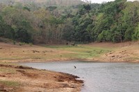 Distant elephants by Periyar Lake