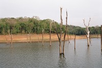 Dead trees on Periyar Lake