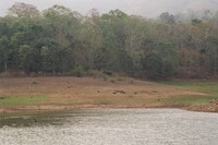 Distant elephants by Periyar Lake